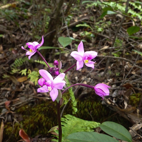 Maui Orchid