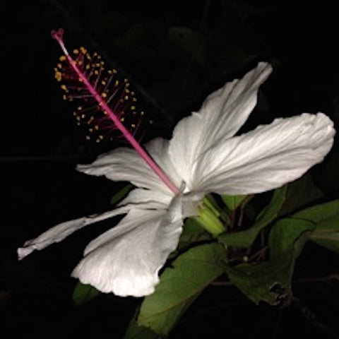 Night Hibiscus