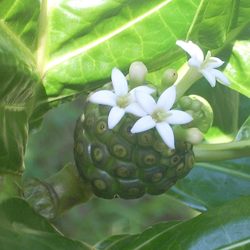 Noni fruit and flower