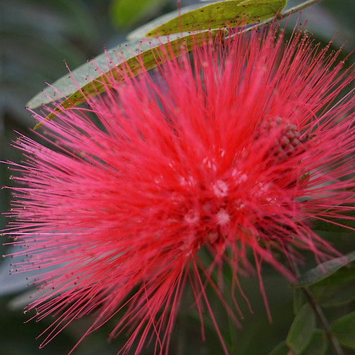 Ohia Lehua