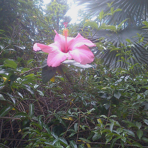 Pink Hibiscus