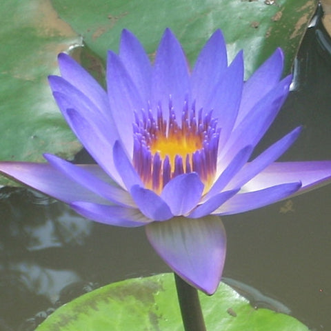 Purple Water Lily