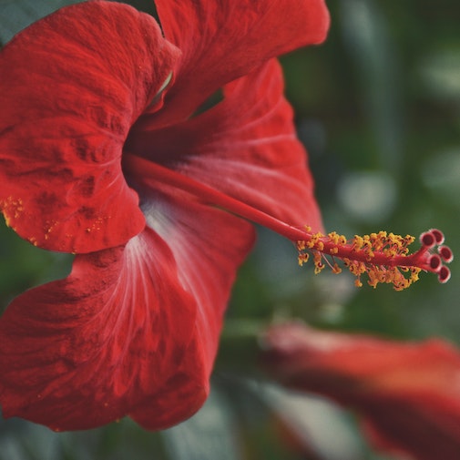 Red Hibiscus (HI)