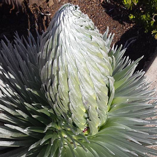 silver sword plant seeds Silversword