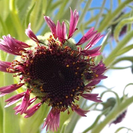 silver sword plant seeds Silversword
