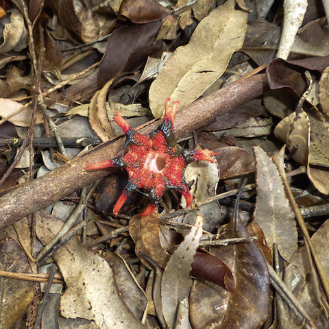 Starfish Stinkhorn Mushroom
