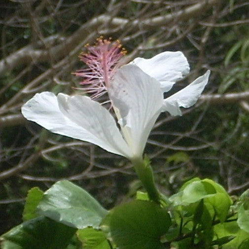 White Hibiscus