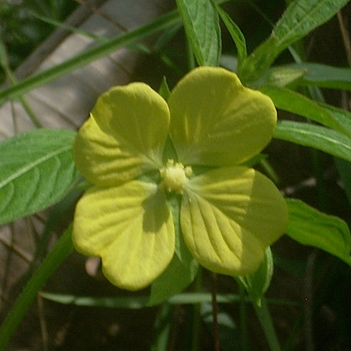 Willow Primrose