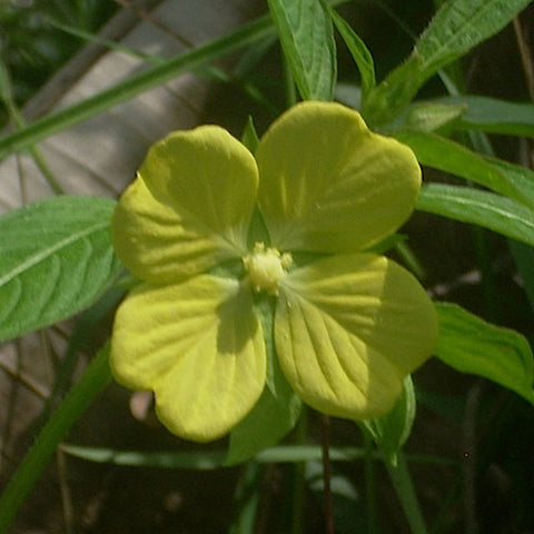Willow Primrose