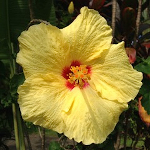Yellow Hibiscus