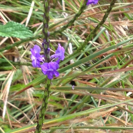 Blue Vervain (HI)