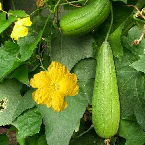 Luffa