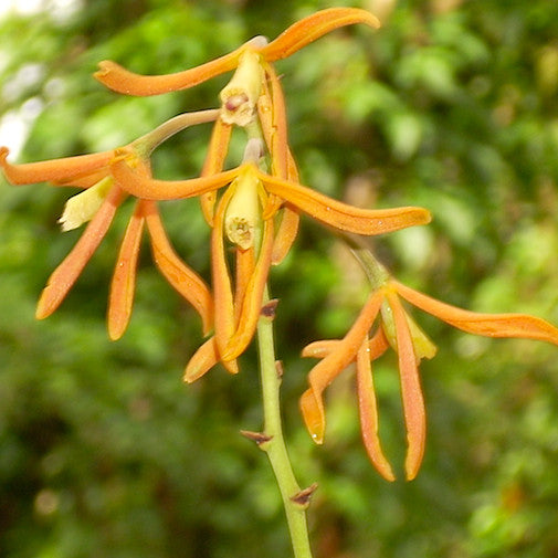 Encyclia