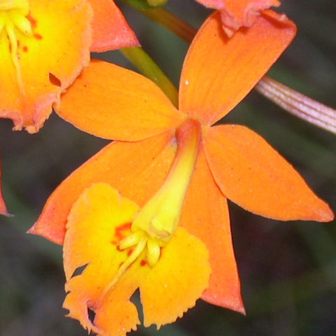 Epidendrum Radicans