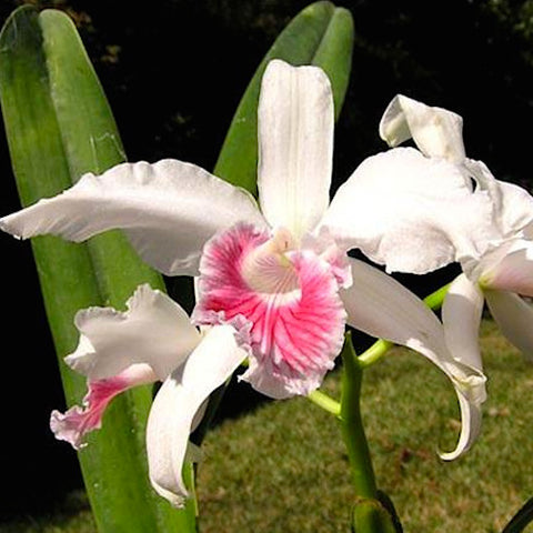 Laelia