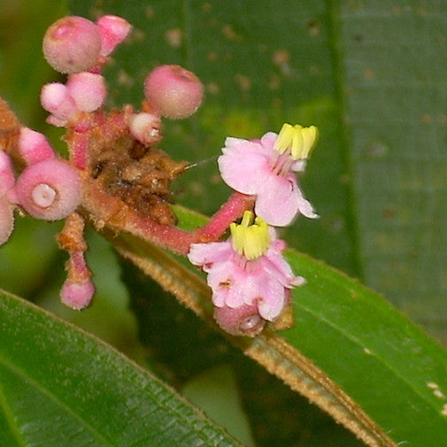 Miconia Lundelliana