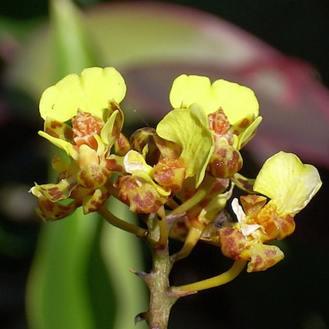 Oncidium
