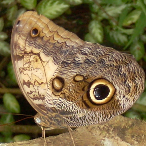 Owl Butterfly