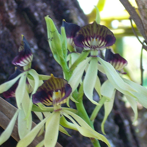 Prosthechea C