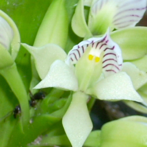 Prosthechea V