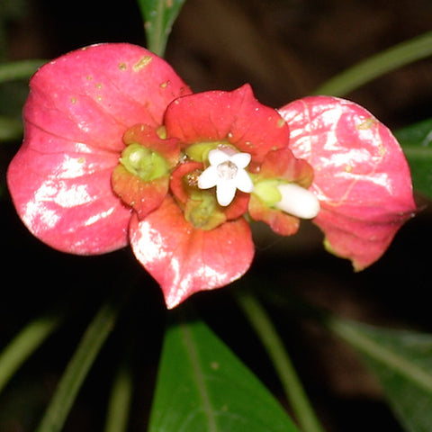 Psychotria Elata