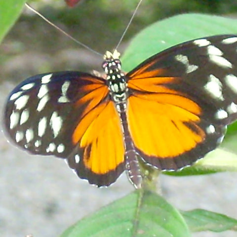 Queen Longwing