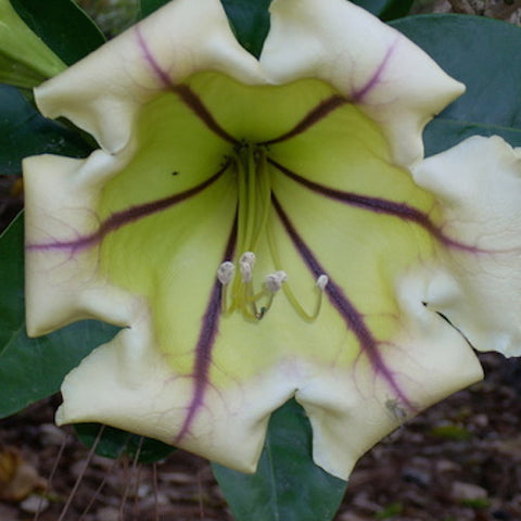 Solandra Maxima