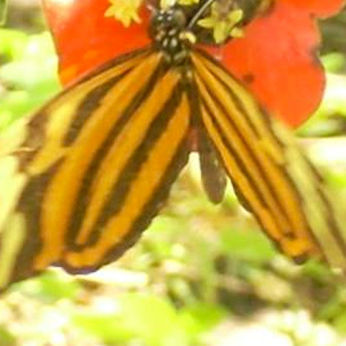 Tiger Longwing