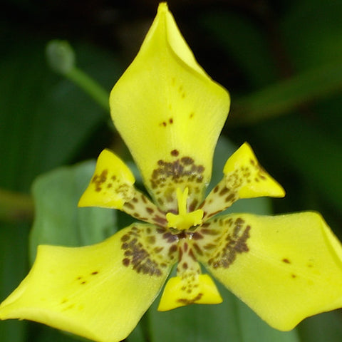 Trimezia Steyermarkii