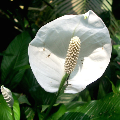 White Anthurium