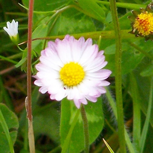 Bellis Perennis