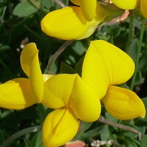 Birdsfoot Trefoil