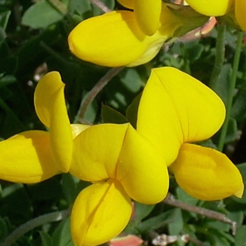 Birdsfoot Trefoil