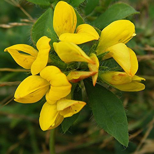 Birdsfoot Trefoil