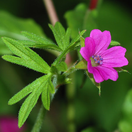 Bloody Cranesbill