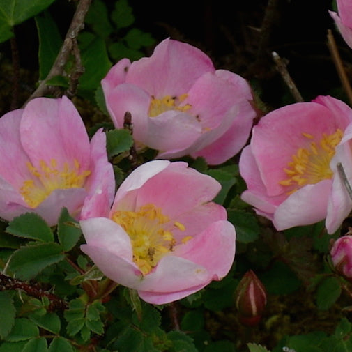 Burnet Rose