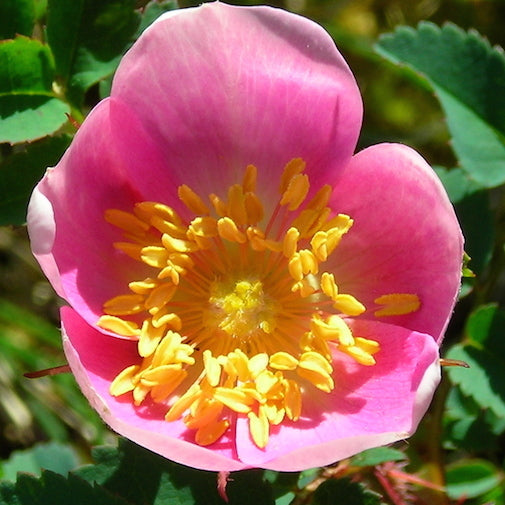 Burnet Rose