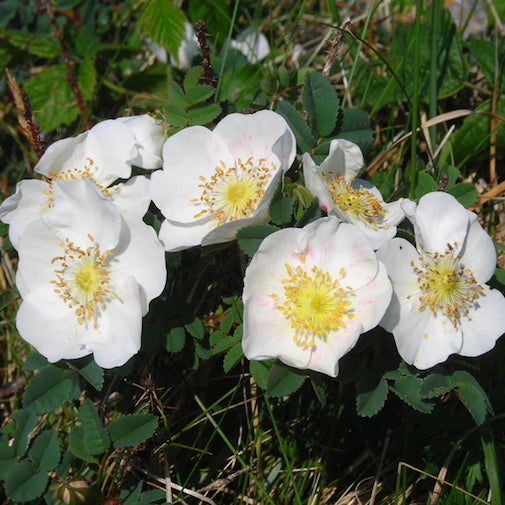 File:Rosa pimpinellifolia, Burnet rose, Scotch rose at Myddelton