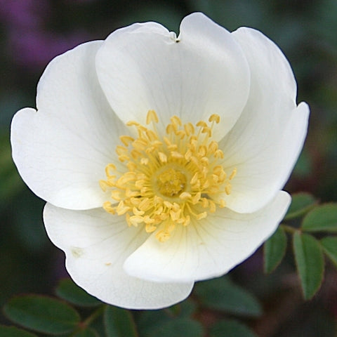 Burnet Rose