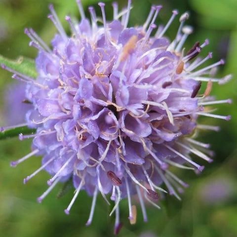 Devil’s Bit Scabious