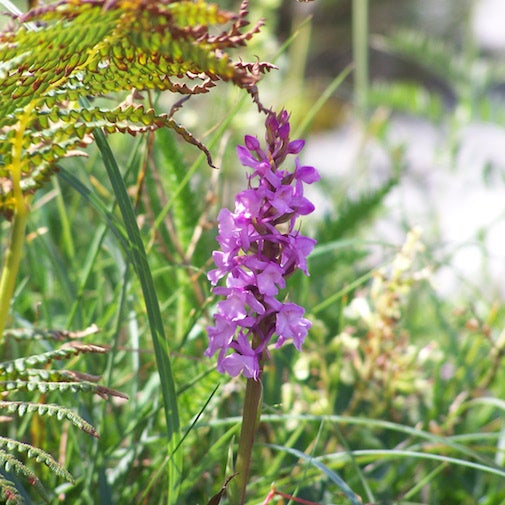 Early Purple Orchid