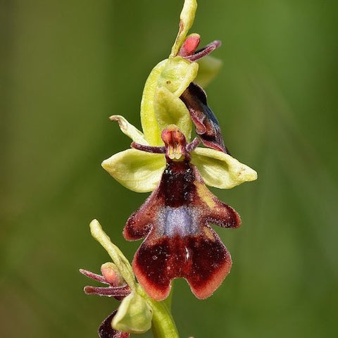 Fly Orchid