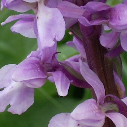 Fragrant Orchid