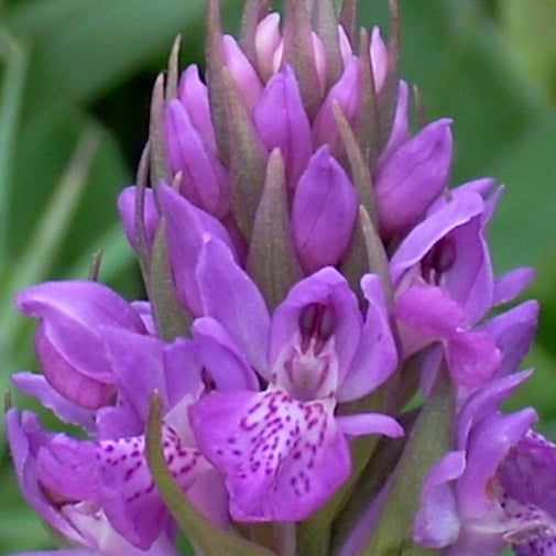 Hebridean Spotted Orchid