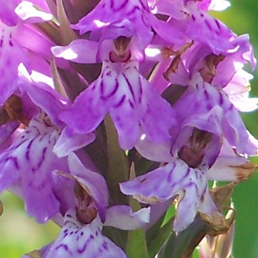 Hebridean Spotted Orchid