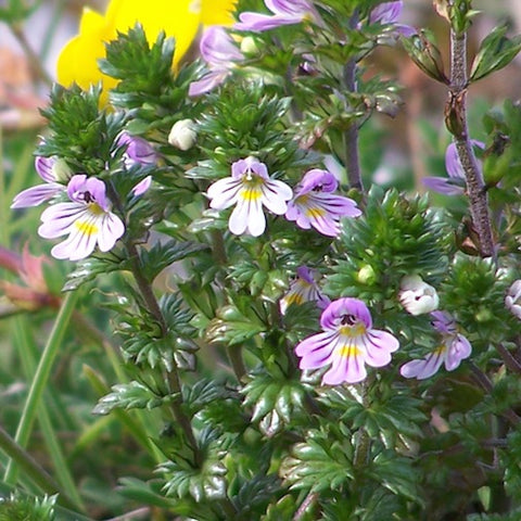 Irish Eyebright