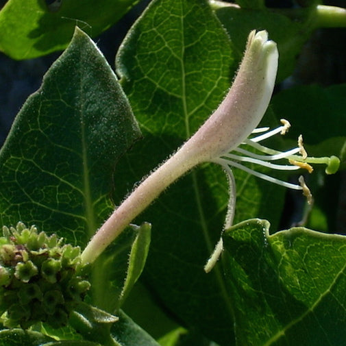 Irish Honeysuckle