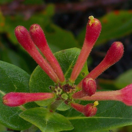 Irish Honeysuckle