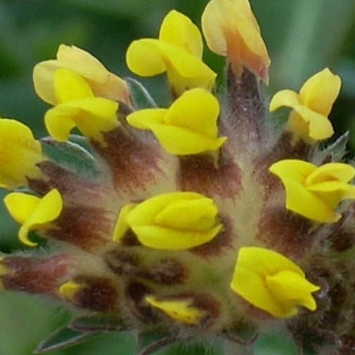 Kidney Vetch