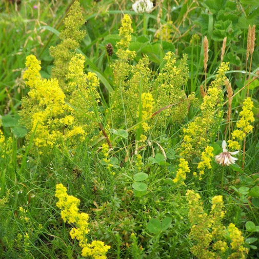 Lady's Bedstraw